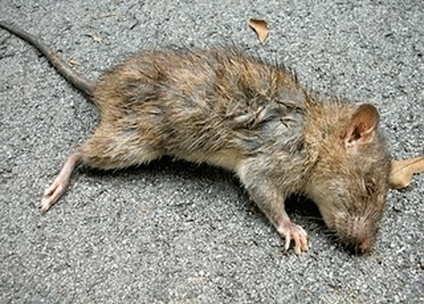 rato12