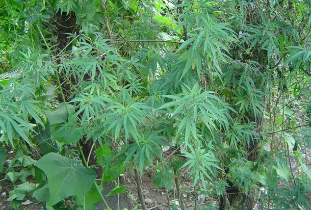 Trekking-pes-de-maconhax