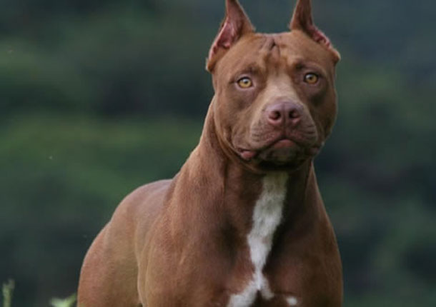 pit-bull-cao