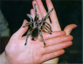 ARANHA