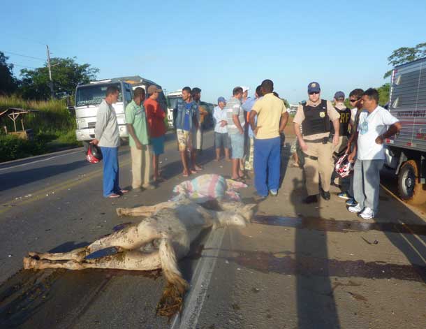 acidente-animais-na-pista