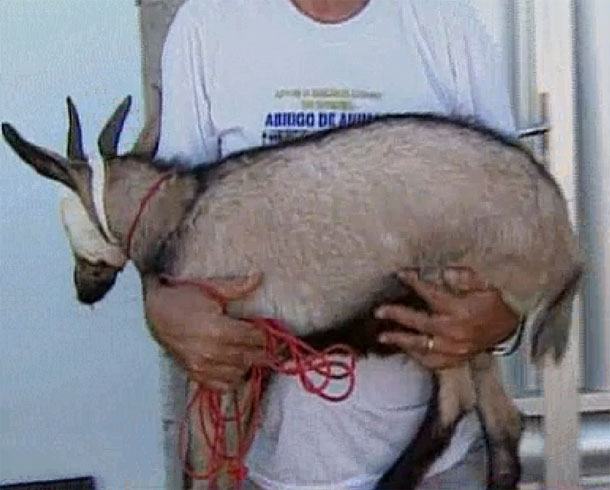 bode-olhos-arrancados