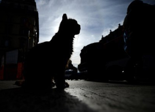 gato-vista-o-tumulo-do-dono-ok