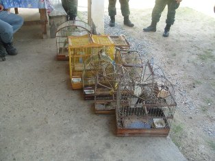 animais presos divulgacao