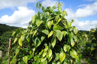 Pimenta Felipe Coringa