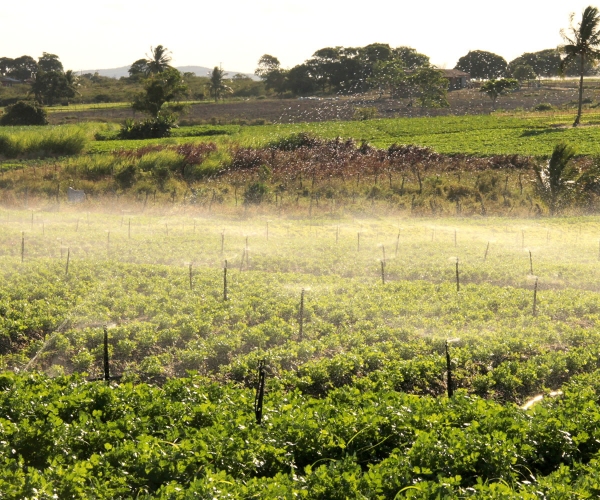 Irrigantes da Cohidro fornecem hortaliças para Sergipe e Bahia