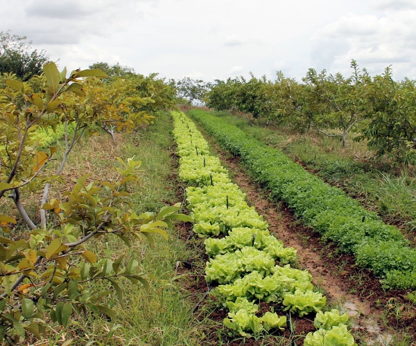 Irrigantes da Cohidro em Canindé apostam na agricultura orgânica