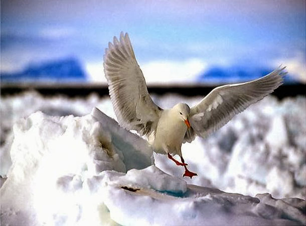 Versículo do dia  (JOÃO 13)