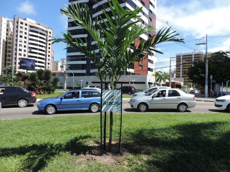 Programa de Publicidade e Arborização tem inicio na capital