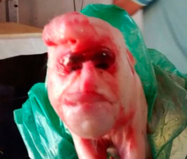 Nasce  porco com cara de humano em Alagoas