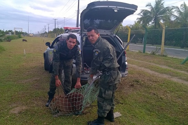 Capivara invade estabelecimento comercial na zona sul de Aracaju