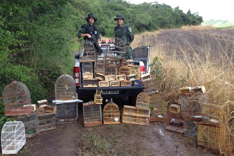 Pelotão Ambiental da PM apreende 120 aves silvestres na feira das trocas do Lamarão