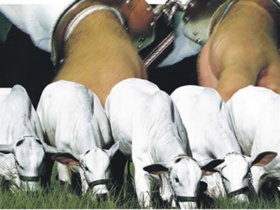 Polícia prende acusados de roubar gado no interior de Sergipe