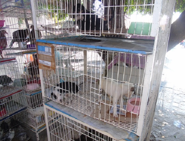 Comerciantes de animais vivos do Mercado Albano Franco poderão permanecer no local