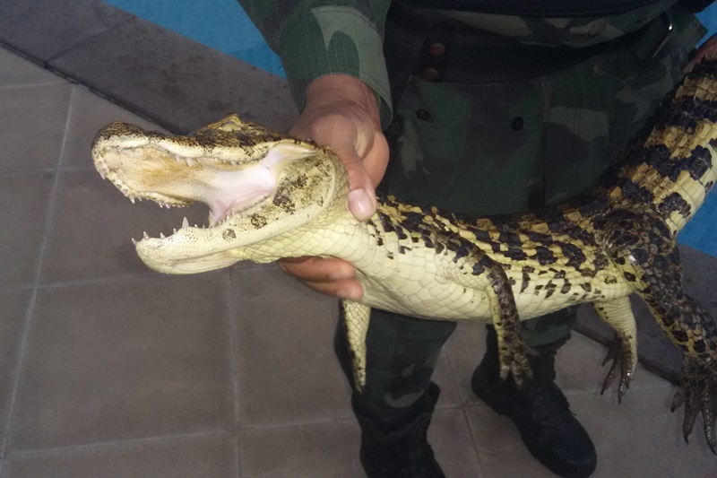 Polícia Militar de Sergipe captura jacaré dentro de uma piscina em um condomínio residencial
