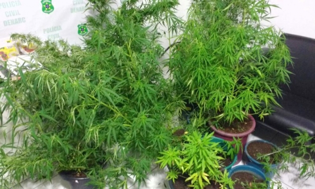 Servidor público plantava 15 pés de maconha em casa