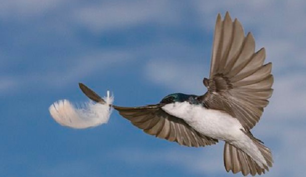 Uma andorinha só não  faz verão, mas anuncia que o verão está chegando