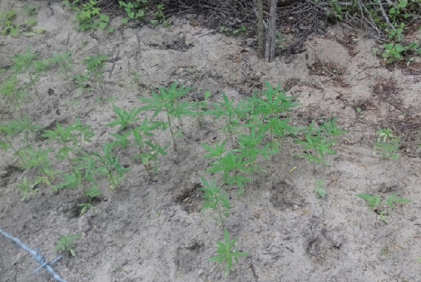 Polícia descobre plantação ilegal de maconha em Canindé