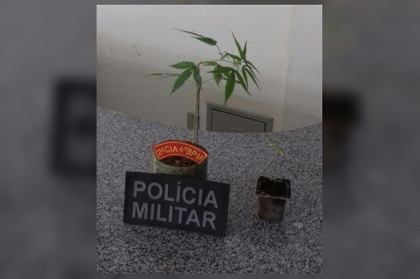 Plantação de maconha é descoberta em Porto da Folha