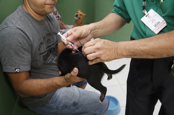 Começa no próximo sábado a 3ª etapa da Campanha Antirrábica em Aracaju