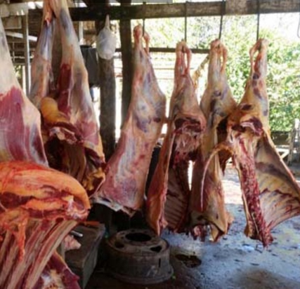 “Matadouros municipais estão um caos”, diz Conselho de Medicina Veterinária