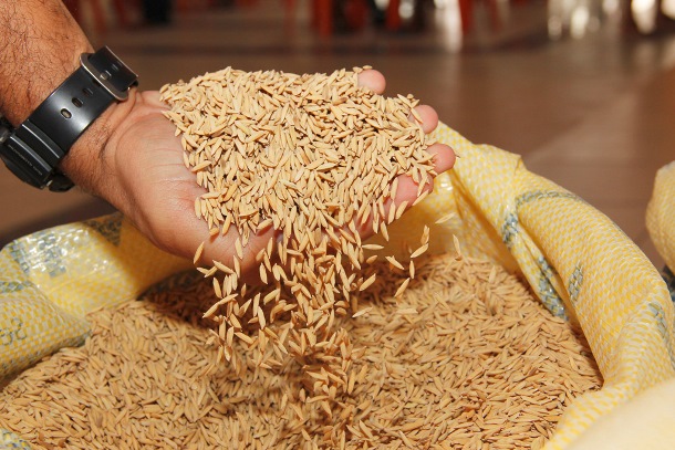 Estado é o 2º maior produtor de arroz do Nordeste