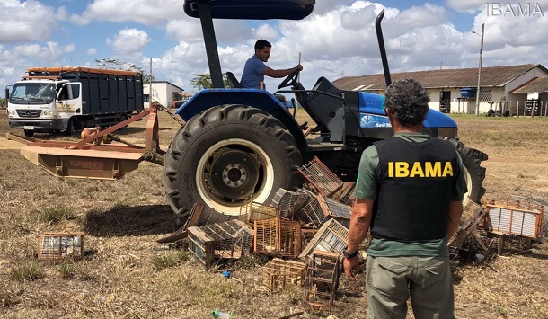 IBAMA e PRF apreendem 277 animais silvestres no interior de Sergipe