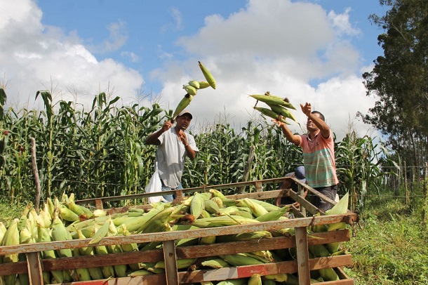 Termina dia 17 prazo para aderir ao seguro Garantia-Safra