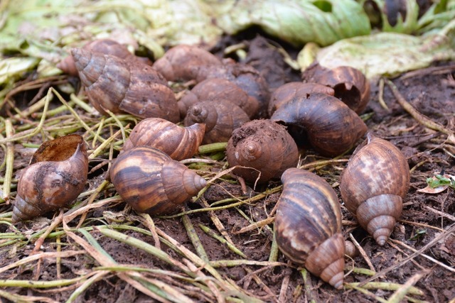Prefeitura de Aracaju através do Centro de Zoonoses orienta população sobre controle de caramujos nas residências