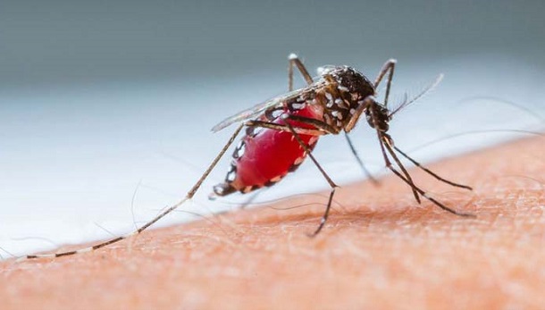 Alerta para novo surto de Dengue em Sergipe