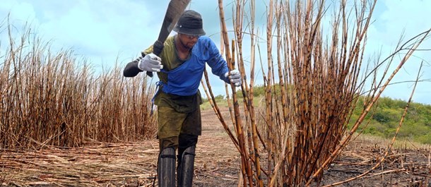 Já está disponível para saque a segunda parcela do Mão Amiga Cana