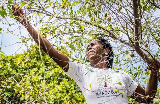 MPF recomenda que SPU garanta território para catadores de mangaba em Aracaju