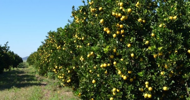 ALESE promove audiência pública para debater a situação da  Citricultura do Estado de Sergipe