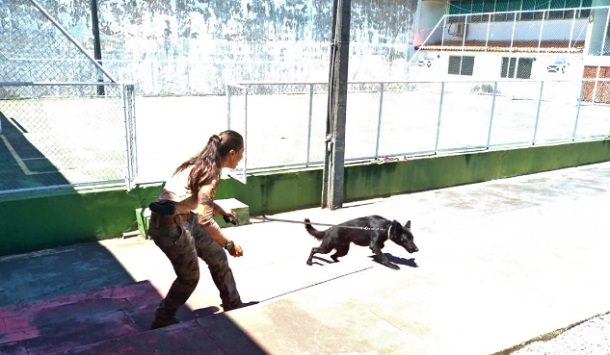 CORE de Sergipe  abre inscrições para Workshop sobre Cães Detectores de Entorpecentes