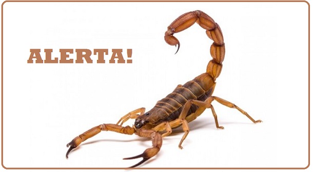 Picada de escorpião, saiba o que fazer