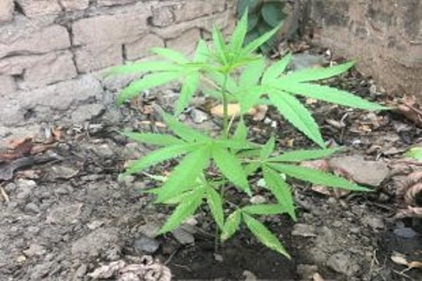 Homem é  preso em Neópolis por cultivo de maconha no quintal de casa
