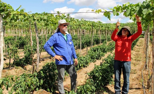 Cultivo da uva em Sergipe se expande para perímetro irrigado de Lagarto