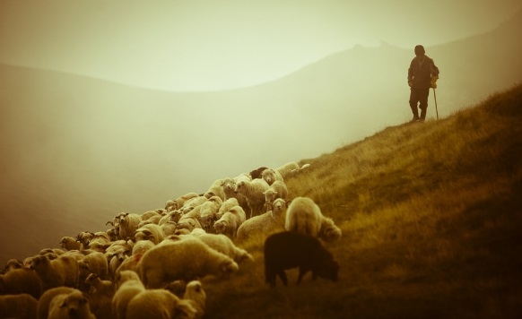 As minhas ovelhas ouvem a minha voz, e eu conheço-as, e elas me seguem;