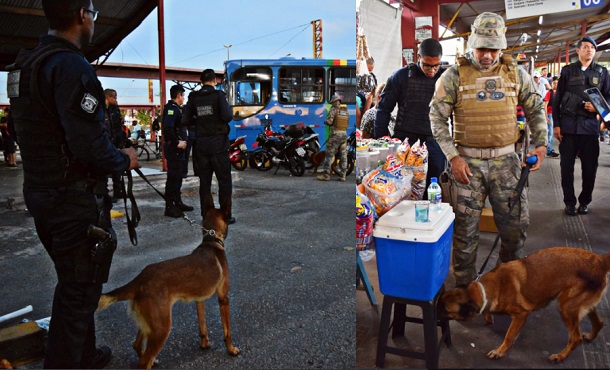 Guarda Municipal de Aracaju prepara cães e adestrador para busca de entorpecentes