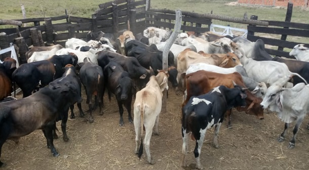 Gados roubados na Bahia são recuperados em Sergipe pela polícia civil de Sergipe