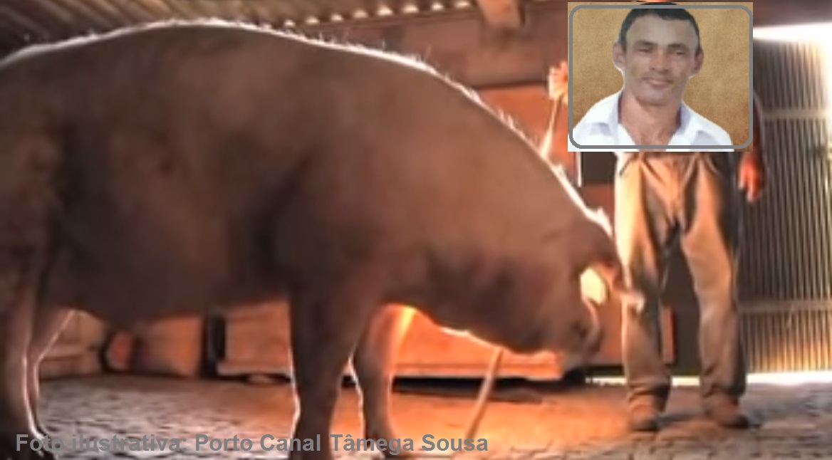 Homem morre no interior de Sergipe após ser atacado e mordido por um porco