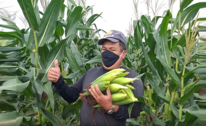 Produção de milho pode superar 2,4 milhões de espigas em perímetros irrigados