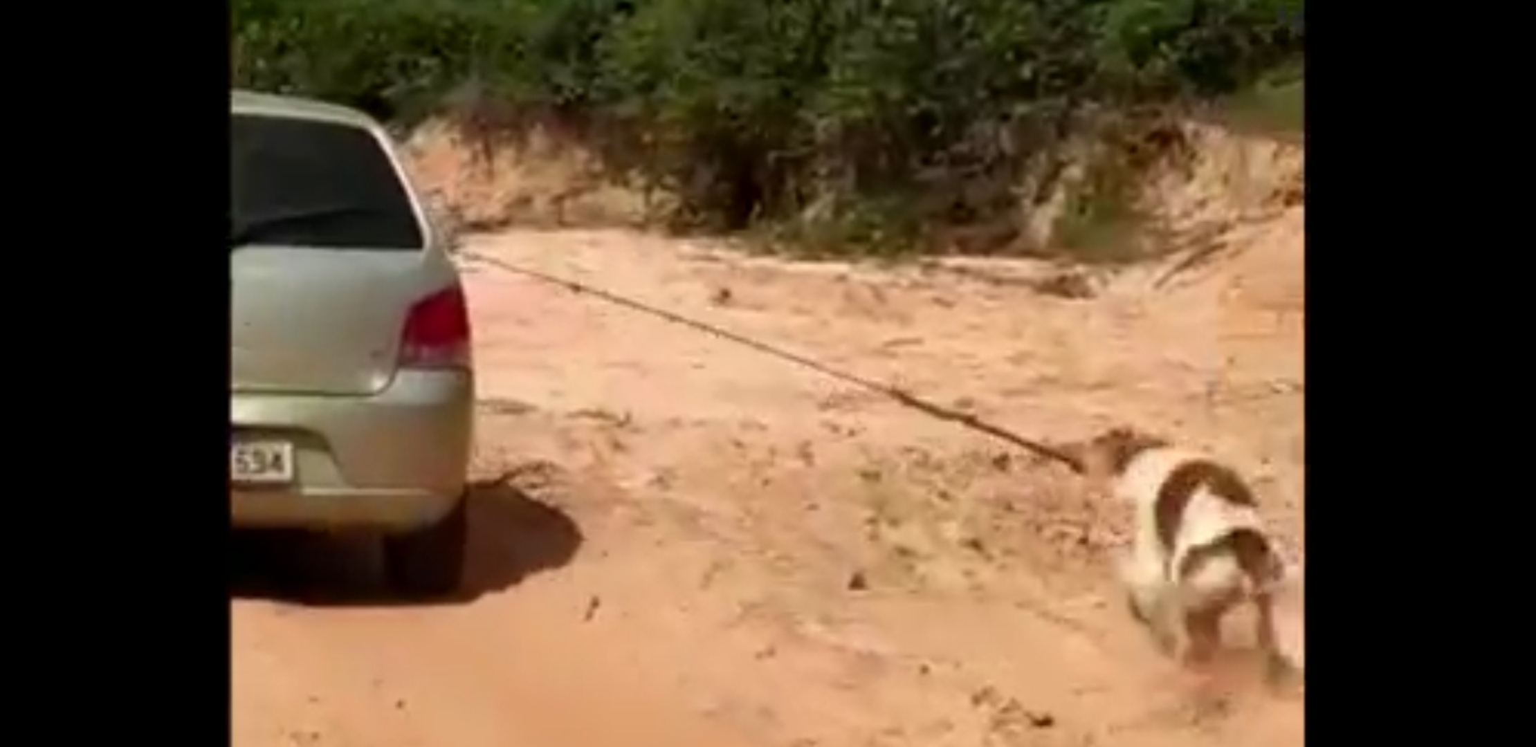 Cachorro amarrado é  arrastado por carro
