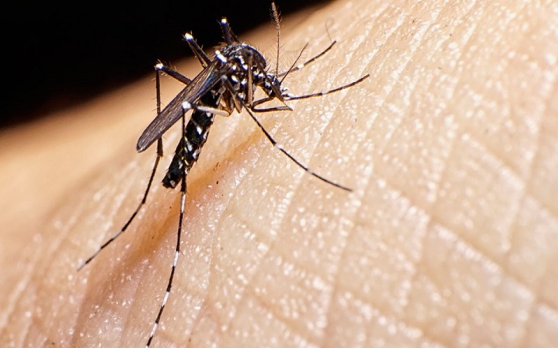 Saúde confirma 218 casos de dengue no Estado