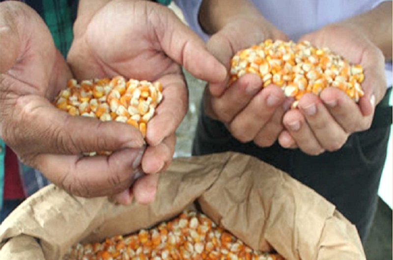 Estado inicia distribuição de sementes para agricultores familiares