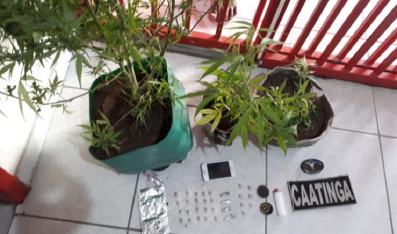 Homem que vendia pés de maconha é preso em Canindé de São Francisco
