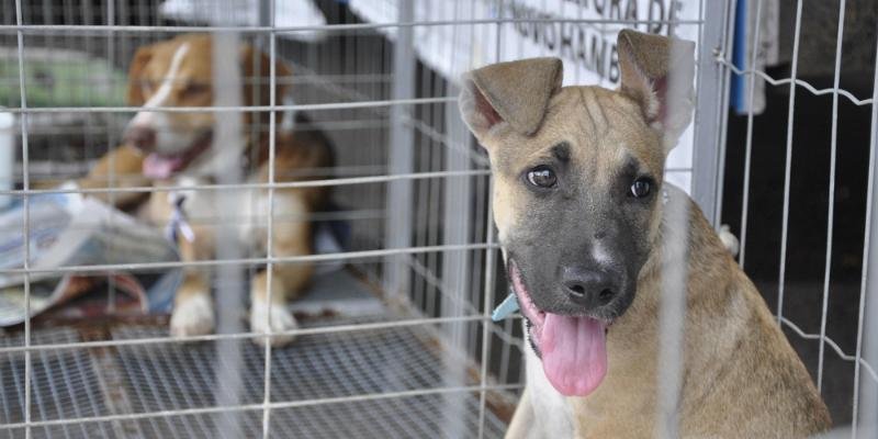Senado pode votar nesta quarta-feira pena de prisão para quem maltratar animais
