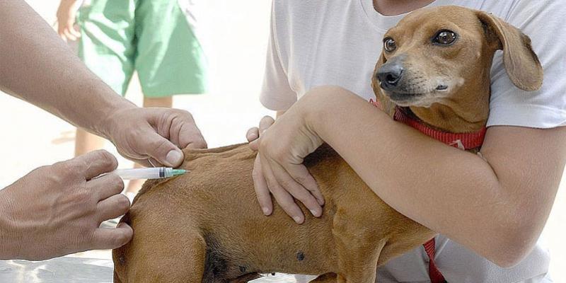Campanha de vacinação antirrábica é prorrogada e segue até dia 13