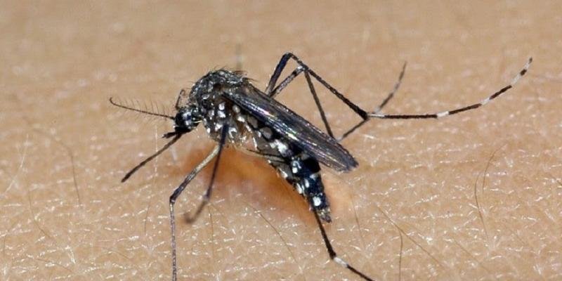 Ministério da Saúde lança campanha de combate ao Aedes aegypti