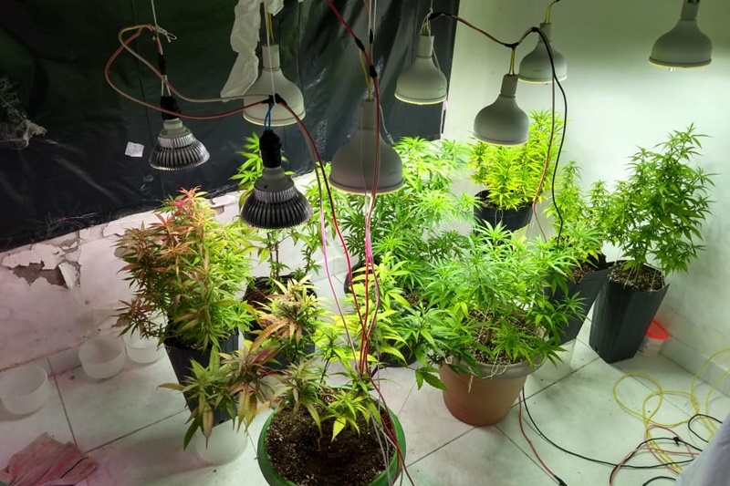 Polícia apreende cultivo ilegal de maconha em residência